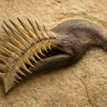 Conodont Paleobiology: Unlocking Ancient Secrets of Early Vertebrate Evolution (2025)